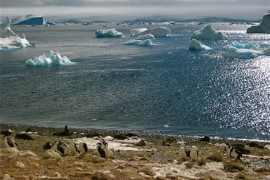 Picture of In Two New Studies, Scientists See Signs of Fundamental Climate Shifts in Antarctica