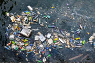 Picture of A Seabird Chick With 778 Pieces of Plastic in Its Body Shows How Bad Marine Pollution Has Gotten