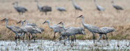 Picture of How farmers can help rescue water-loving birds