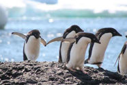 Picture of Mere whiff of penguin poo pushes krill to take frantic evasive action