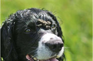 Picture of Training an animal? An ethicist explains how and why your dog, but not your frog, can be punished