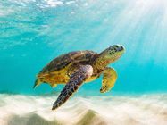 Picture of 23 Sea Life Trivia Questions and Answers