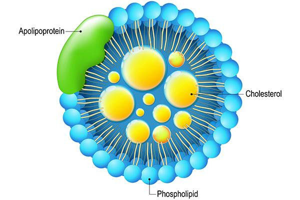 Picture of Is an apoB test a better way to check your cholesterol?