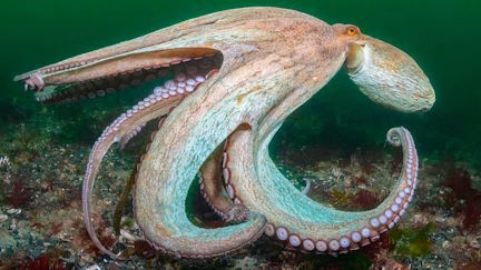 Picture of ‘Year of the octopus’: How climate change is pushing the sea’s smartest creature into new territory