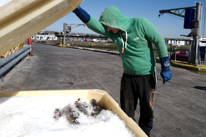 Picture of Warming Waters Threaten Seafood Supply