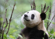 Picture of 10 Fun Facts About Giant Panda You Probably Didn’t Know