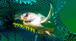 Picture of How new fishing tech can reduce bycatch of turtles and other creatures
