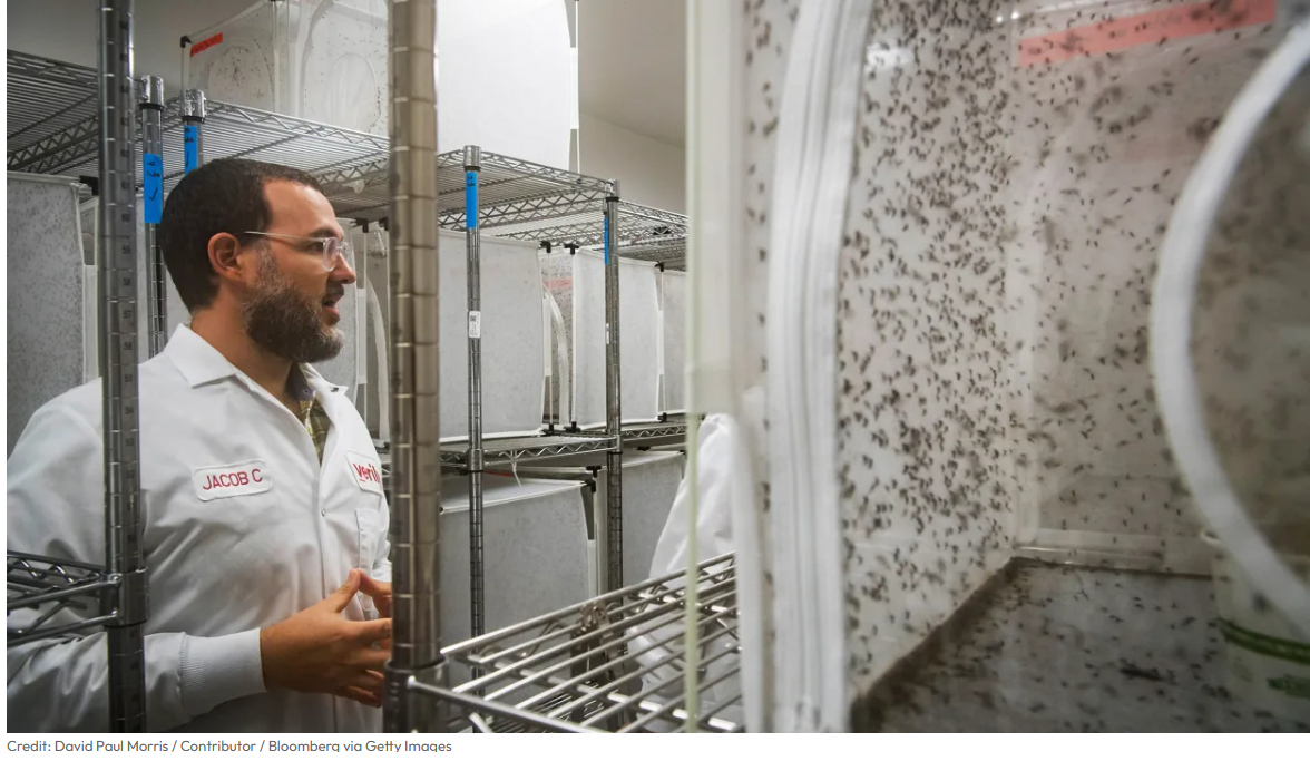 Picture of Google wants to release millions of mosquitos into the sky. It's a good thing.
