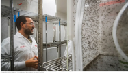 Picture of Google wants to release millions of mosquitos into the sky. It's a good thing.