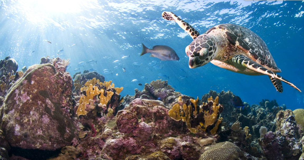 Picture of Top 10 facts about marine turtles