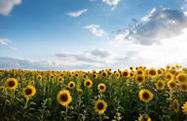 Picture of Do Sunflowers Always Face the Sun?