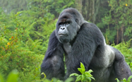 Picture of 10 facts about mountain gorillas