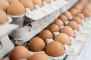 Picture of Are Egg Cartons Recyclable?