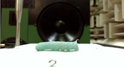 Picture of Why does sound startle these caterpillars even though they don't have ears?